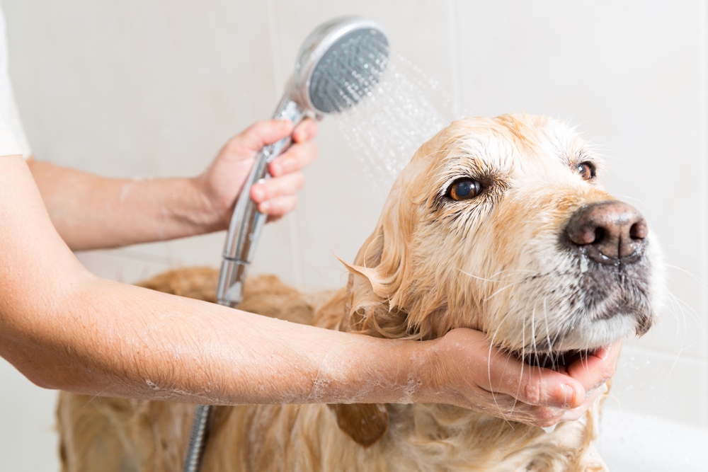 Golden retriever being washed