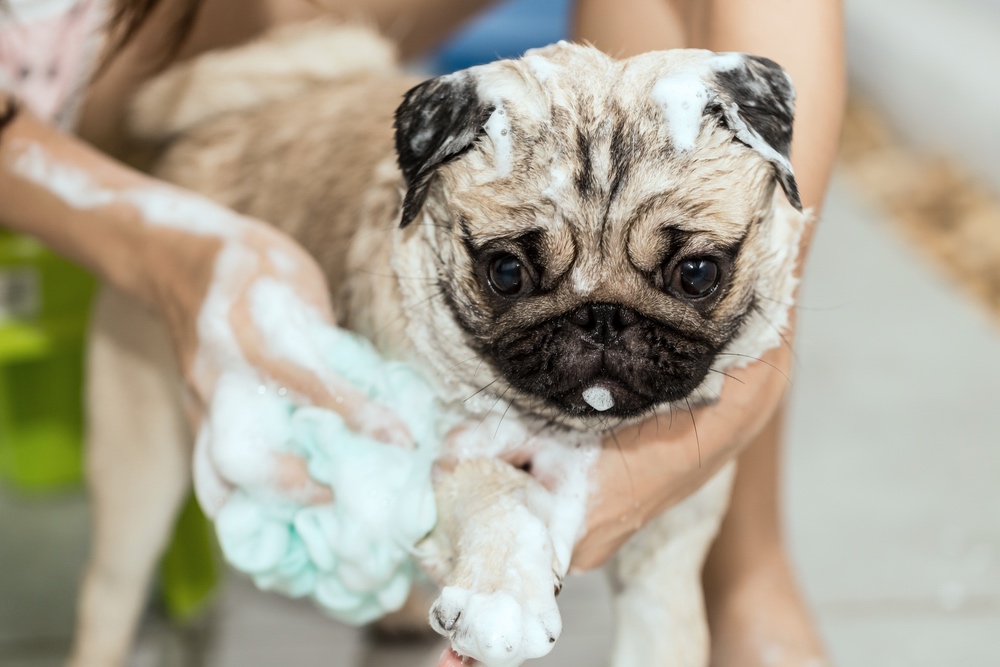 Pug being washed