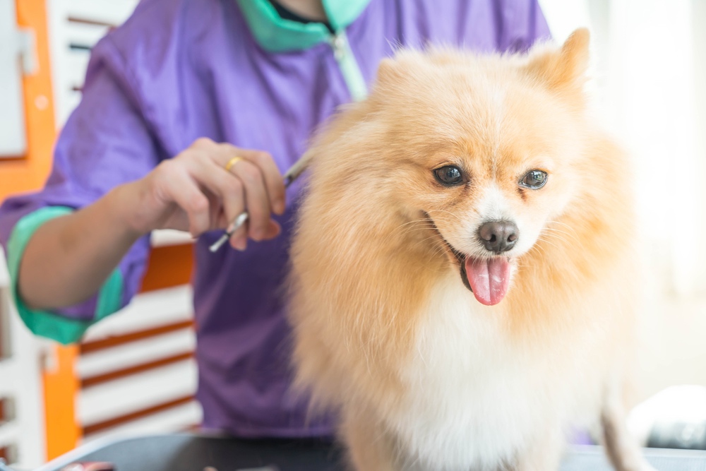 Dog getting groomed